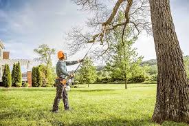 Best Palm Tree Trimming  in Iron Mountain, MI