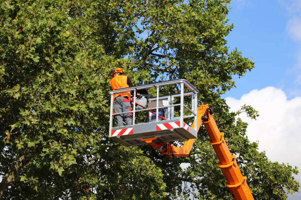 Best Tree Risk Assessment  in Iron Mountain, MI