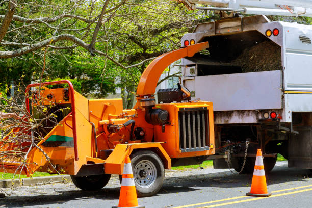 Professional Tree Care Services in Iron Mountain, MI