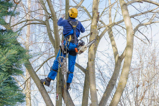 Best Tree and Shrub Care  in Iron Mountain, MI