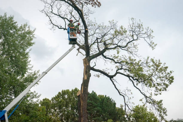 Best Stump Grinding and Removal  in Iron Mountain, MI