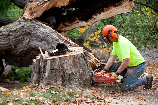 Best Emergency Tree Removal  in Iron Mountain, MI