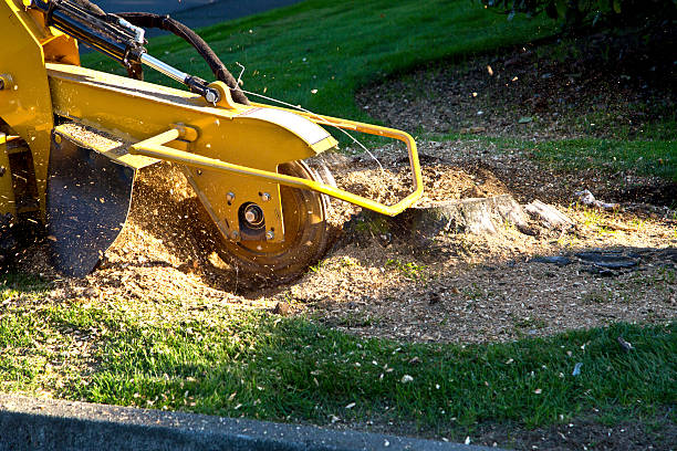 Best Tree Trimming and Pruning  in Iron Mountain, MI