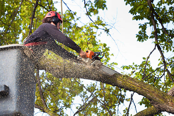 Best Tree Cabling and Bracing  in Iron Mountain, MI